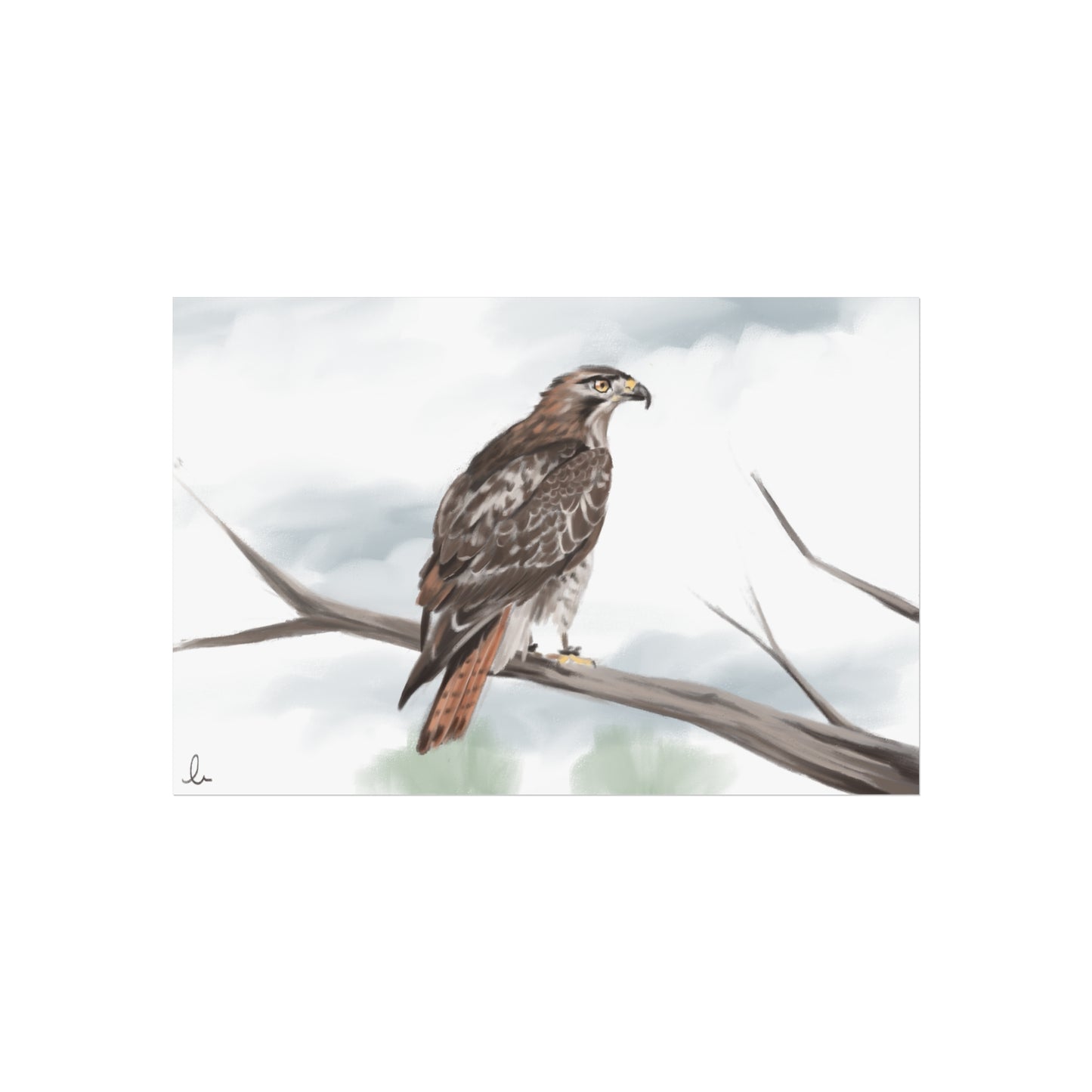 Elegant Red Kite