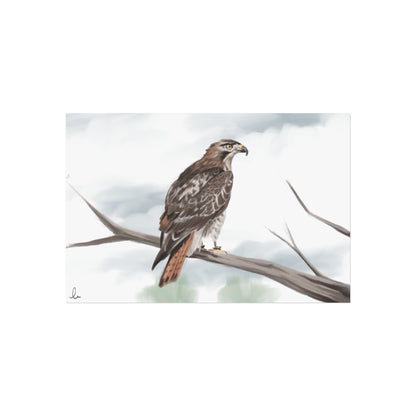 Elegant Red Kite