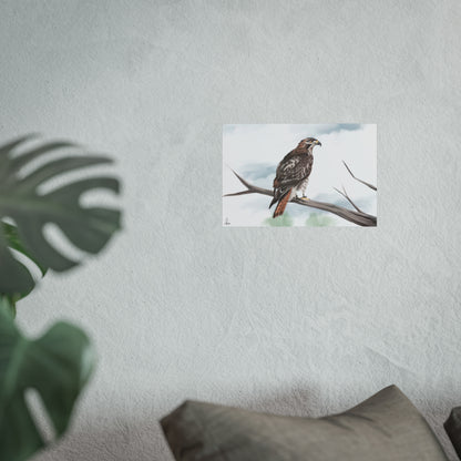 Elegant Red Kite