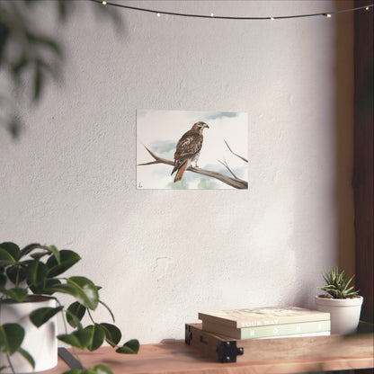 Elegant Red Kite