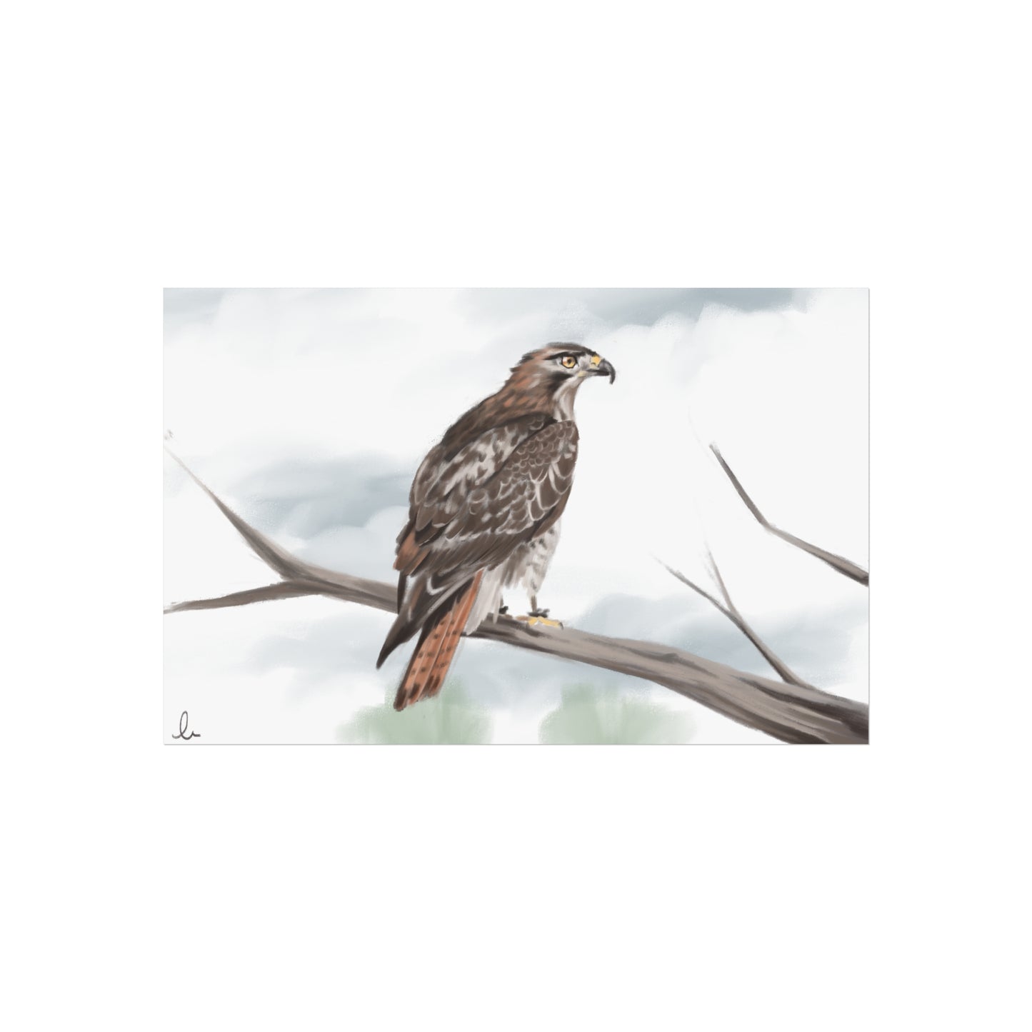 Elegant Red Kite