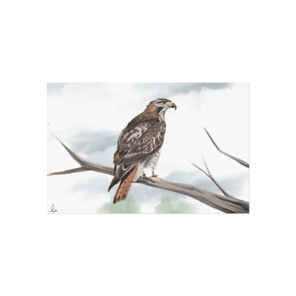 Elegant Red Kite